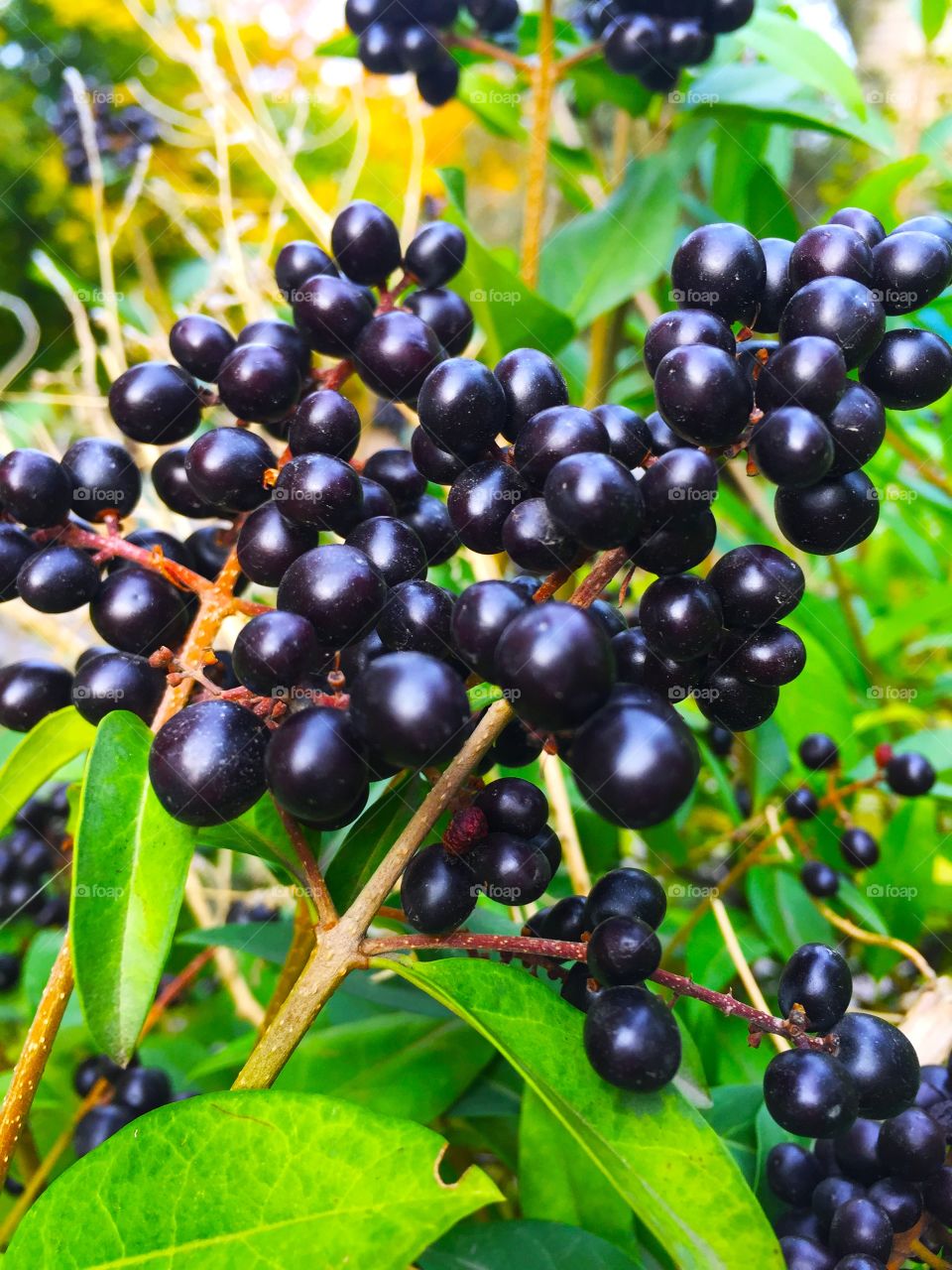 elderberry bush