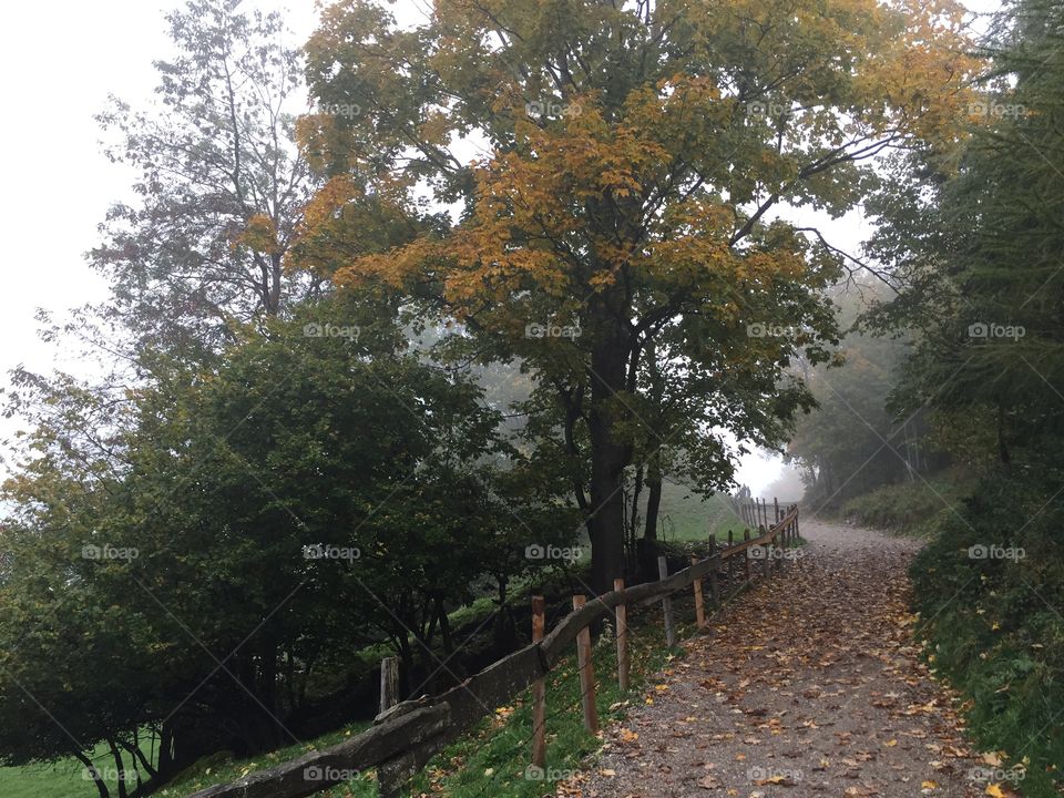 Tree, Landscape, Leaf, No Person, Wood