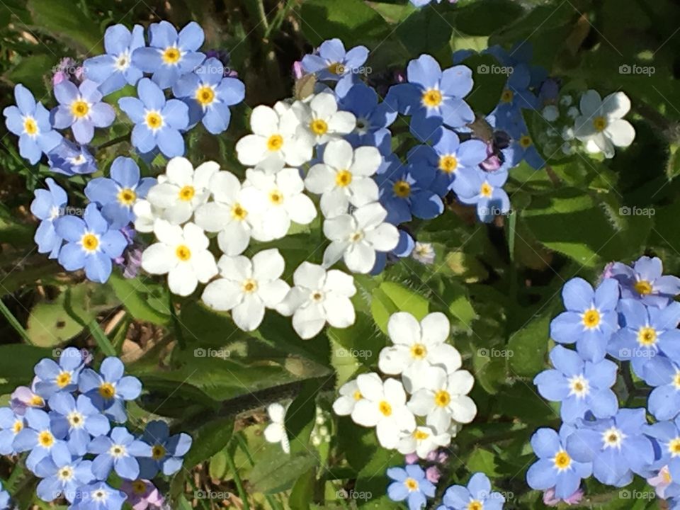 For-get-me-not flowers 