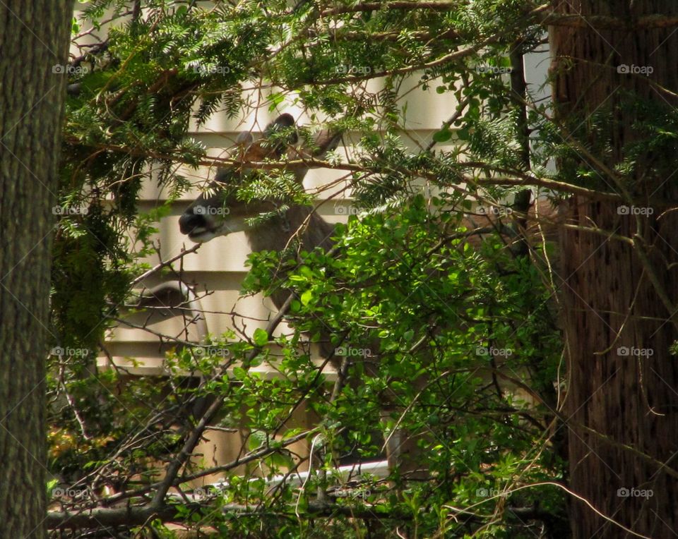 Deer hidden in the trees