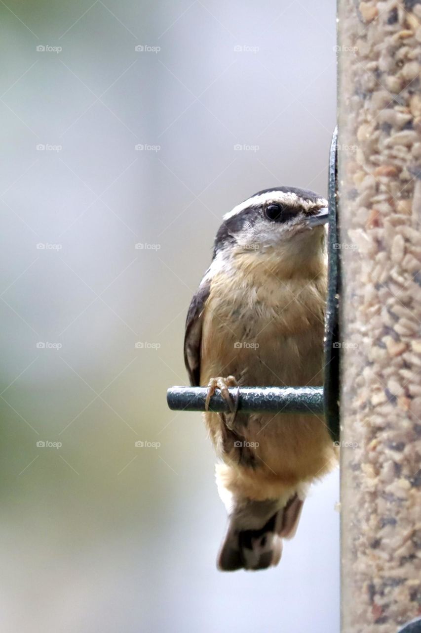 An energetic nuthatch perches while grabbing seed from a bird feeder in Washington State