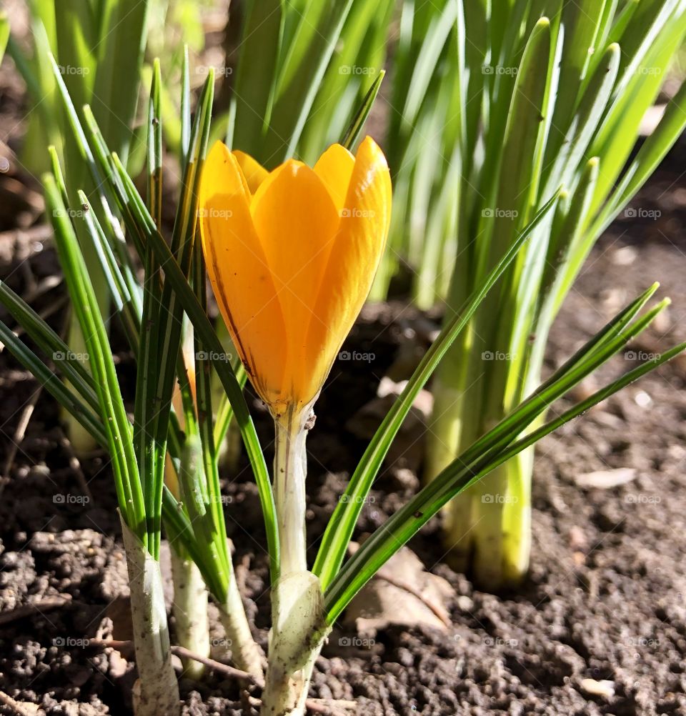 Yellow crocus 