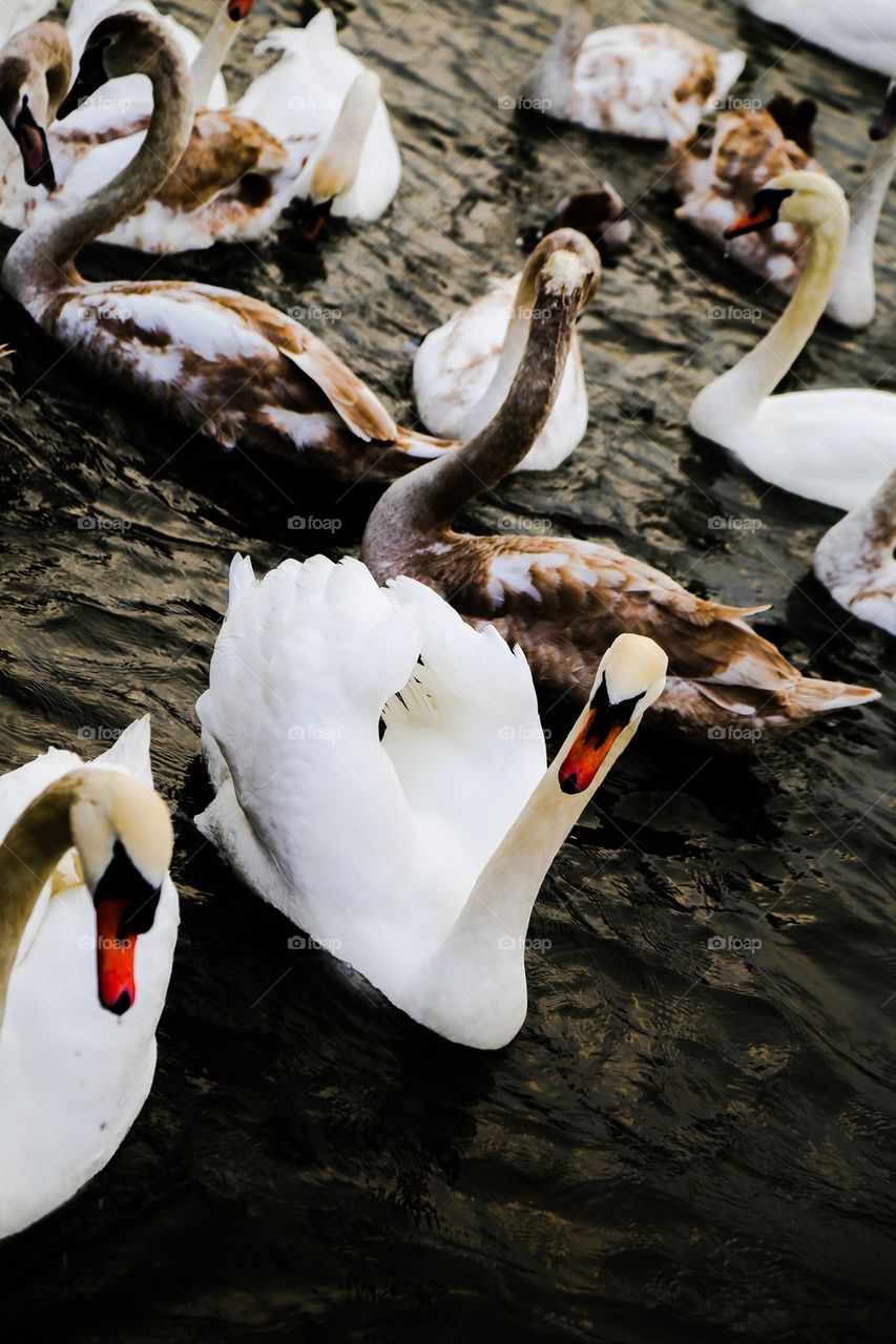 Swans swimming in river