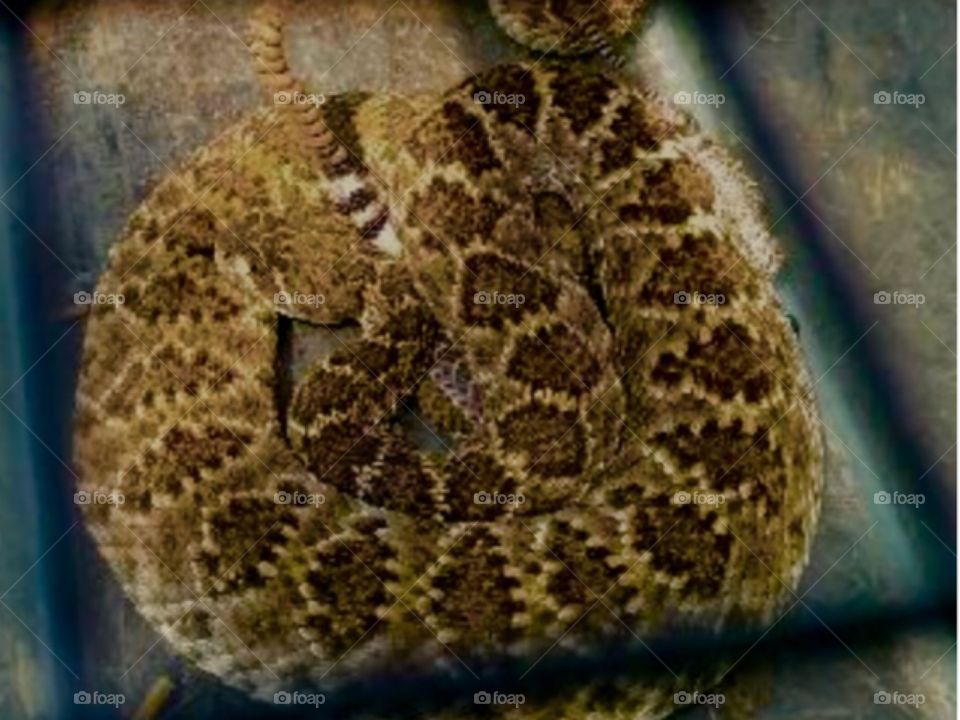 Diamond back rattlesnake 