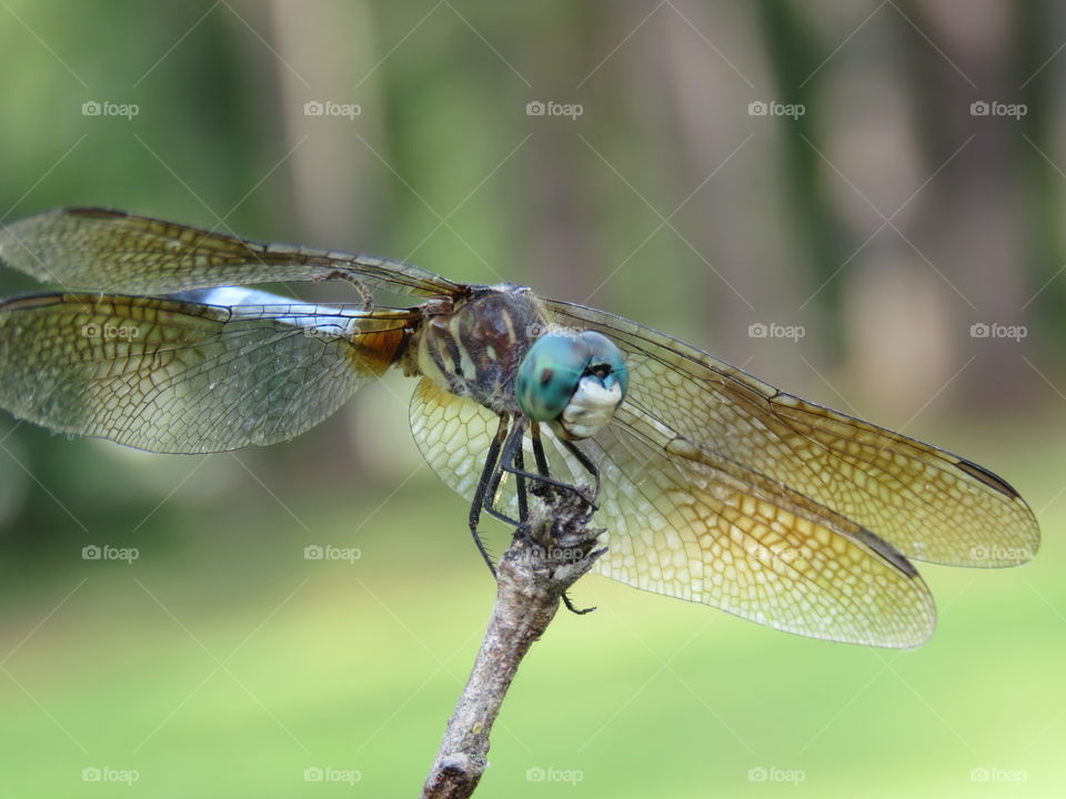 blue dragonfly