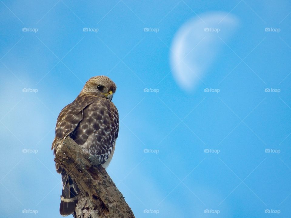 hawk and moon