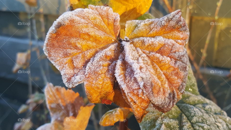 first frost on yellow leaf