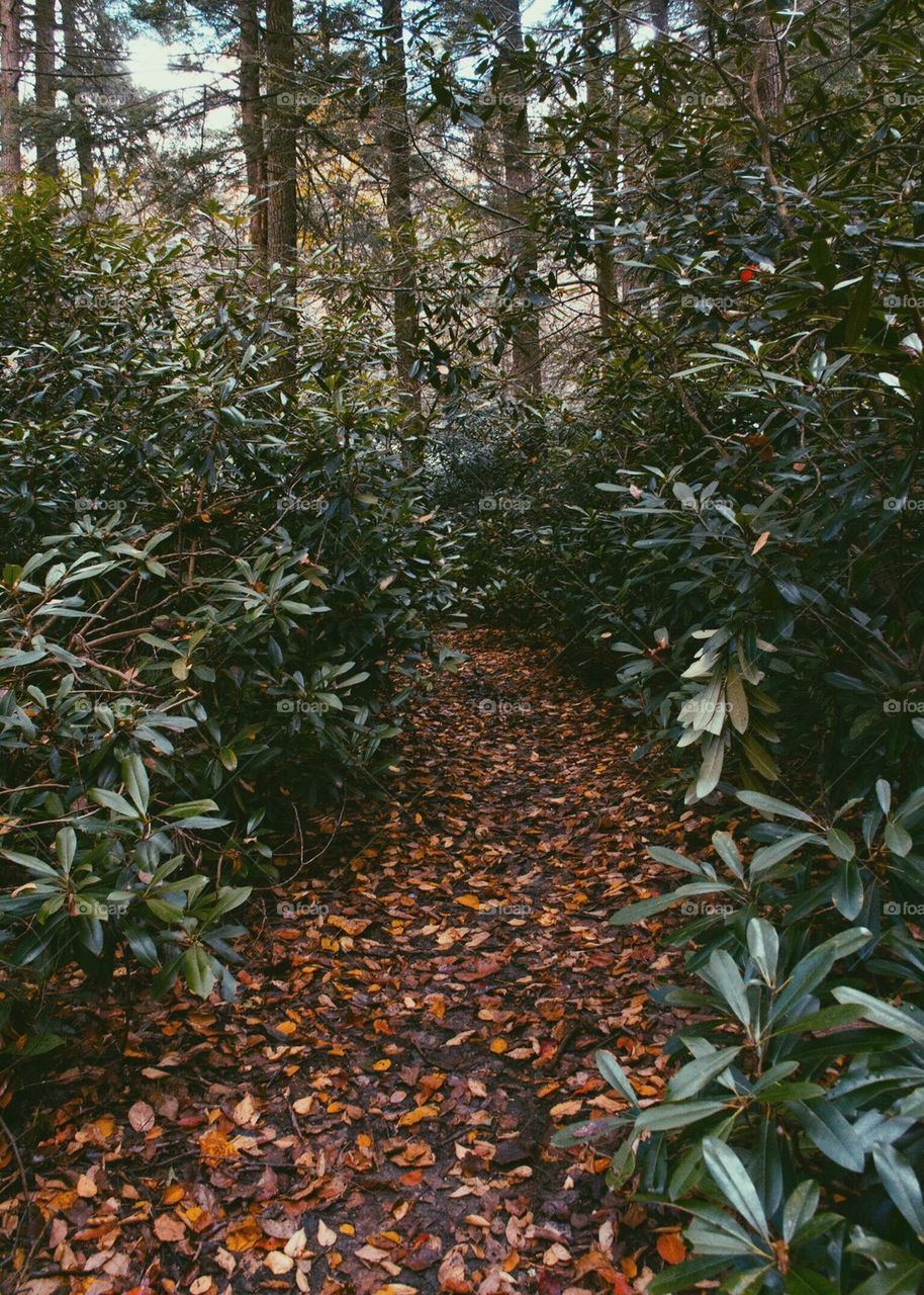 Trail of Leaves