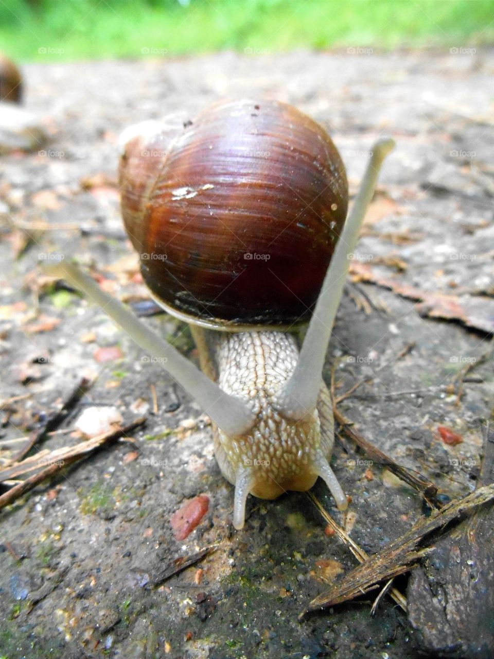 snail urban animal in the city park