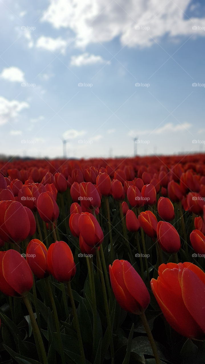 Close-up view of a field of red tulips somewhere in Netherlands.