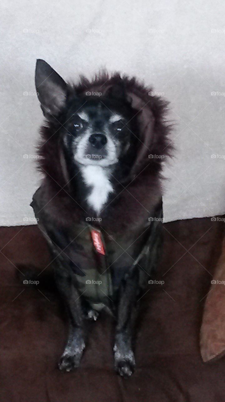 Daffy the Chihuahua in  Camo. Daffy 7 years old chihuahua who loves her 2nd coat with a fur hat attached keeping her warm and ready for the cold!!