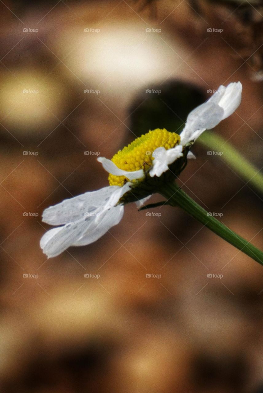 Autumn Daisy