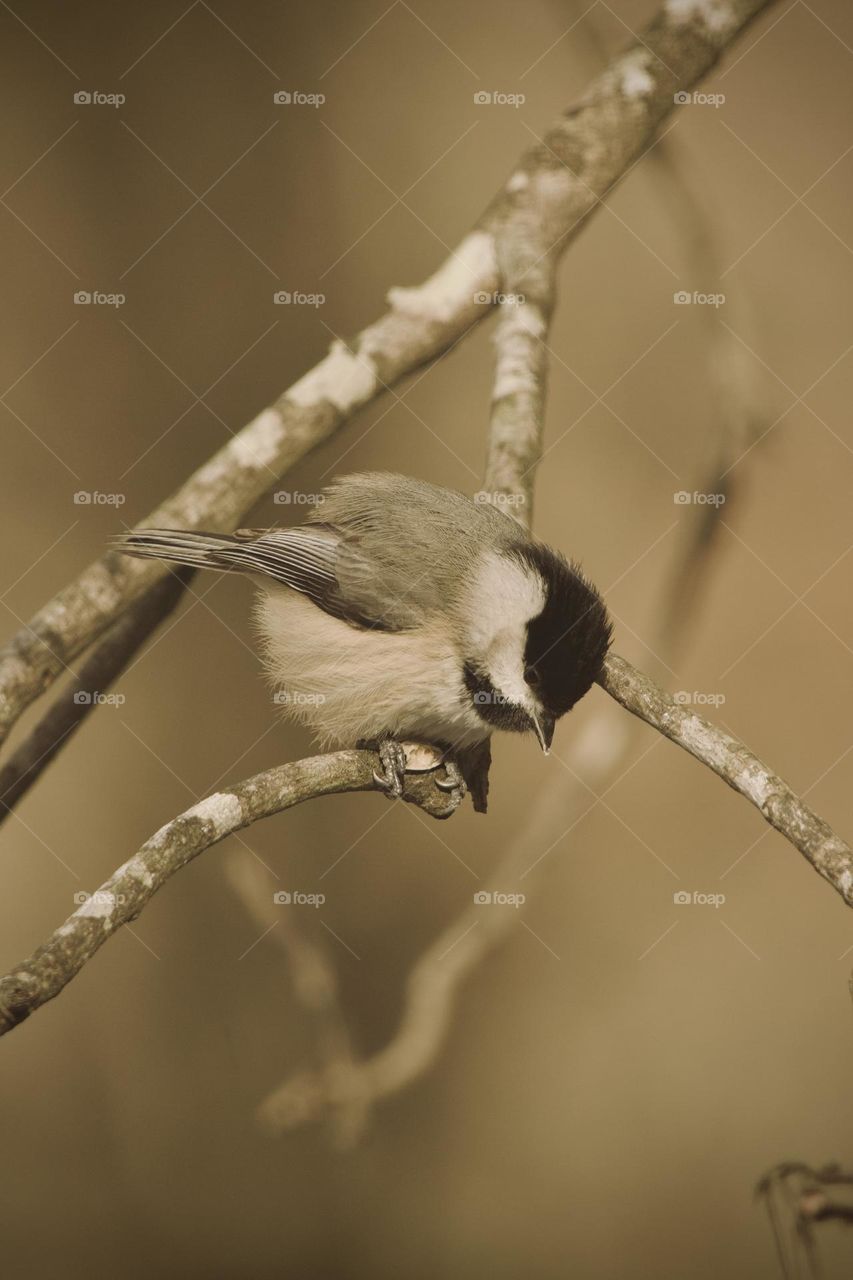 Chickadee closeup - holding a sunflower seed in his talons he still looks down to find his next treat