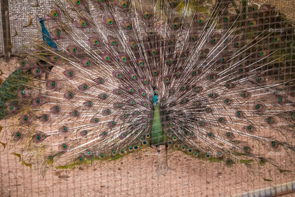 peacock