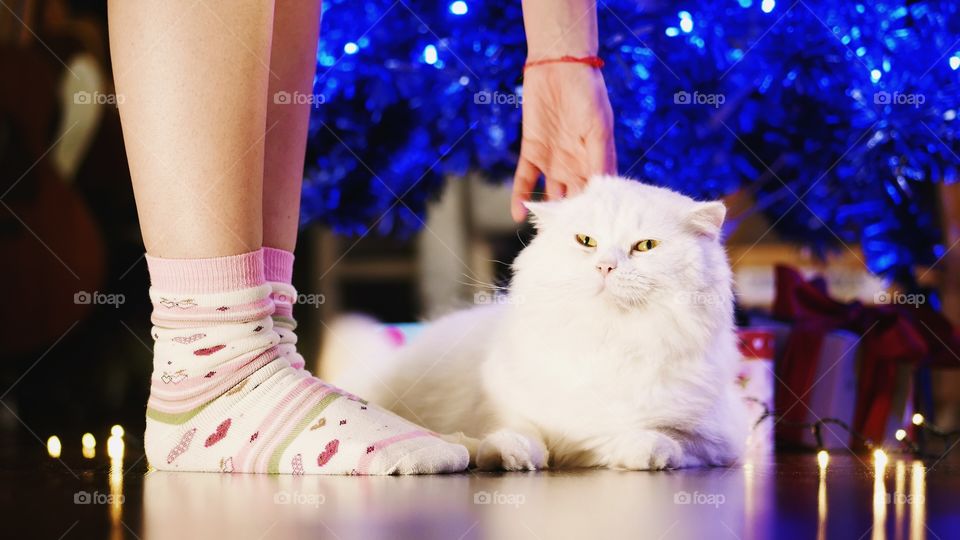Close-up of woman holding cat