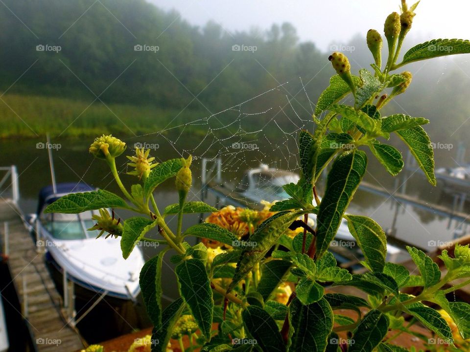 Art in a spiderweb. Michigan. 
