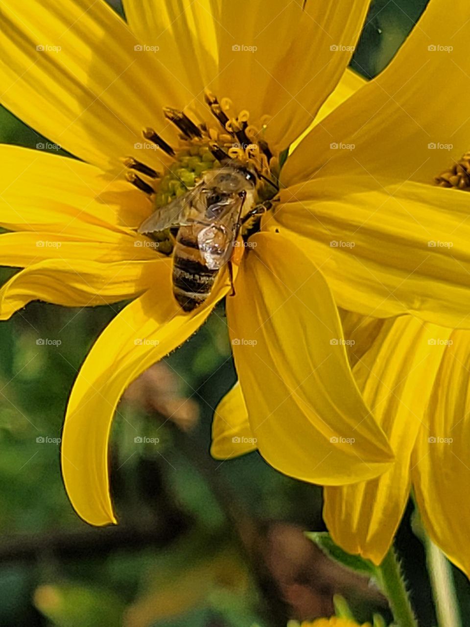 la abeja y la flor en convivencia natural