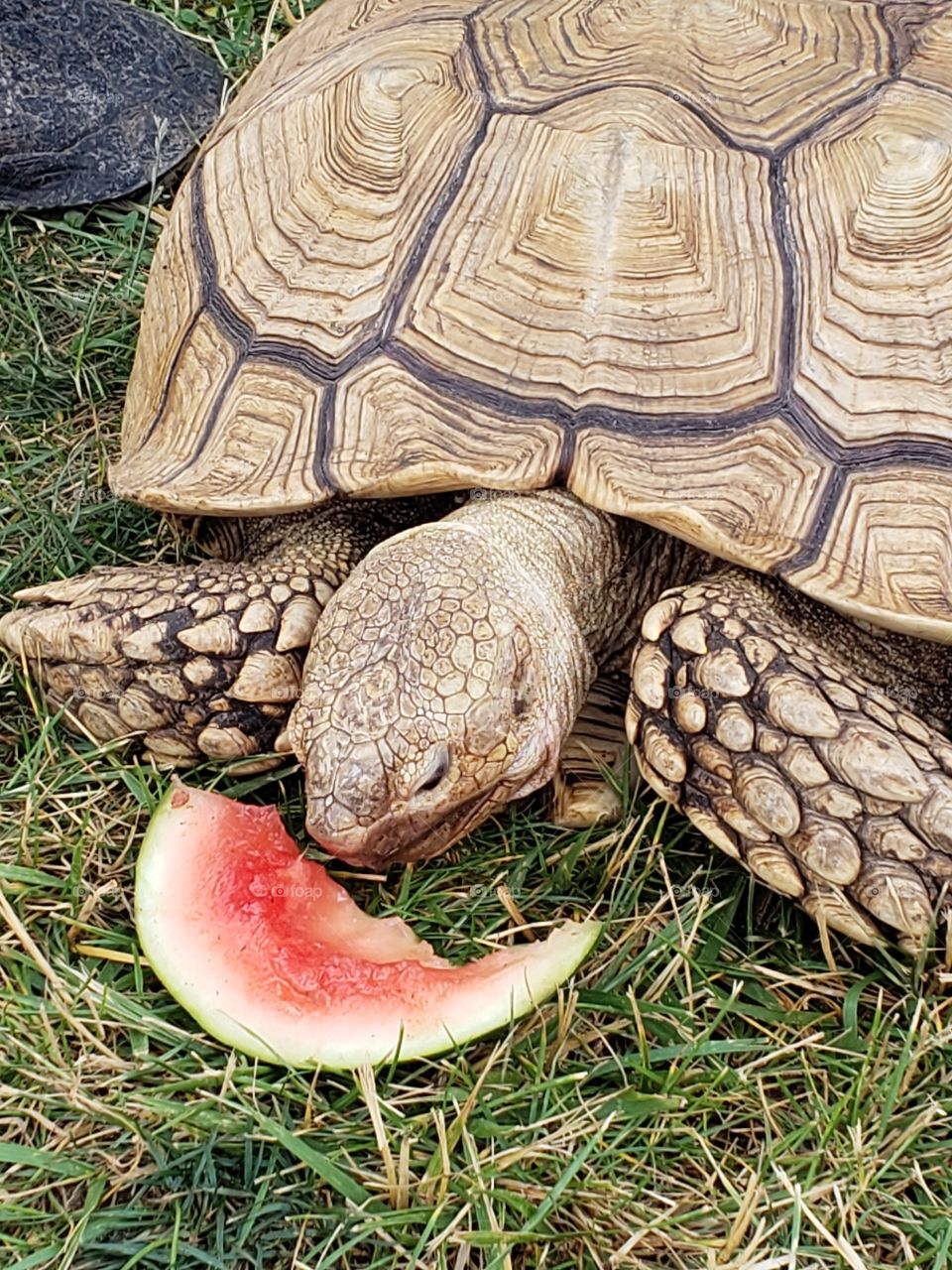 tortoise loves watermelon
