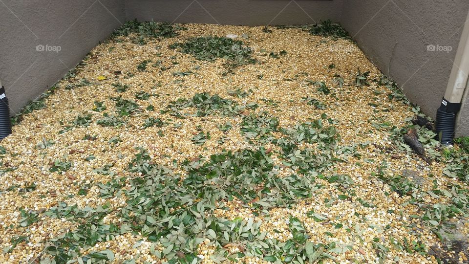 gravel and leaves after hurricane Irma in Kissimmee,  FL