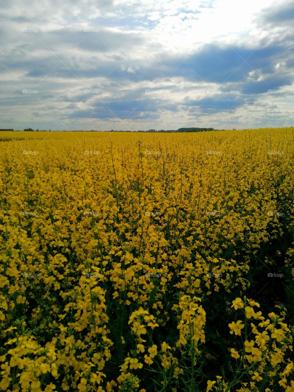 Fields. Nature. Plant. Flora