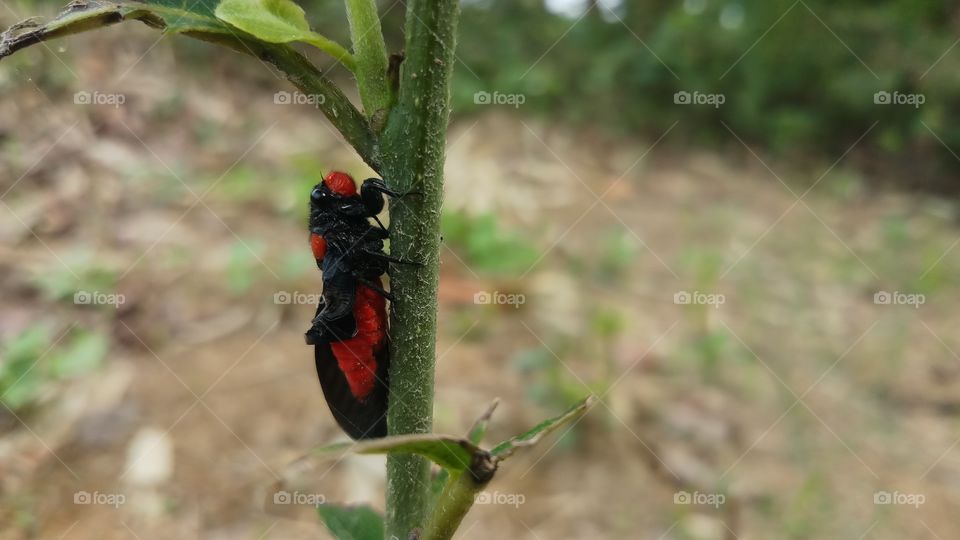A beautiful Red and Black insect is found in Spring time where flowers are growing.