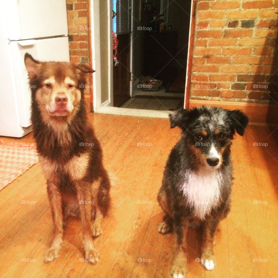 Wet day dogs, bath time 