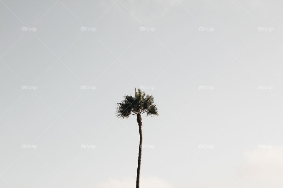 Tree, No Person, Nature, Sky, Beach