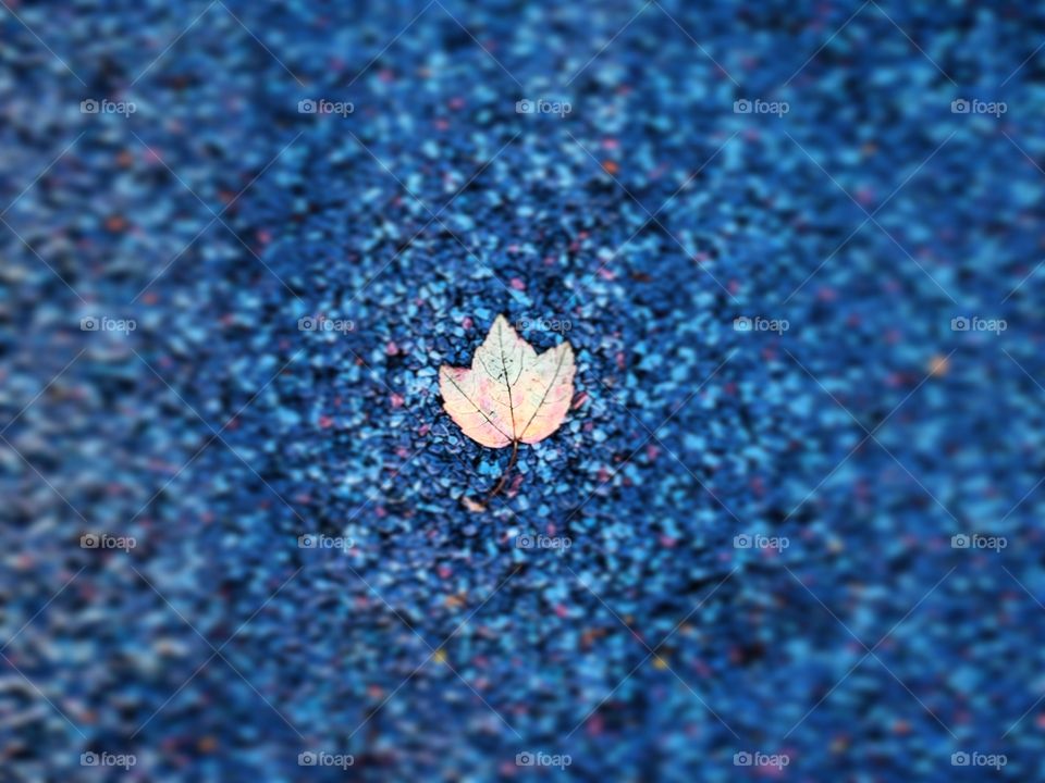 Leaf