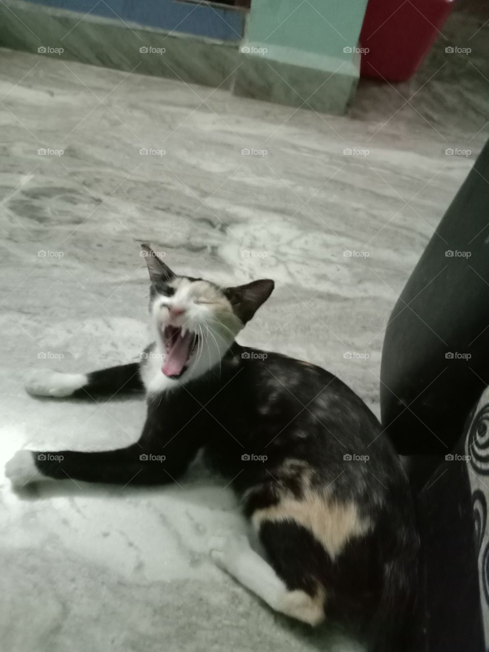 भारत के कैट