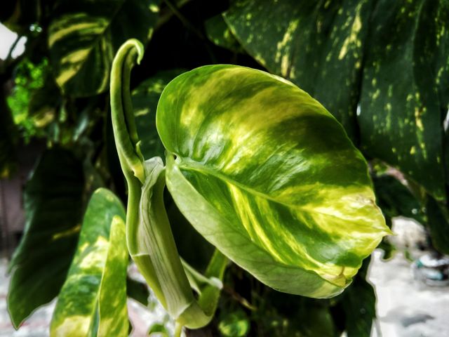 Green leaves