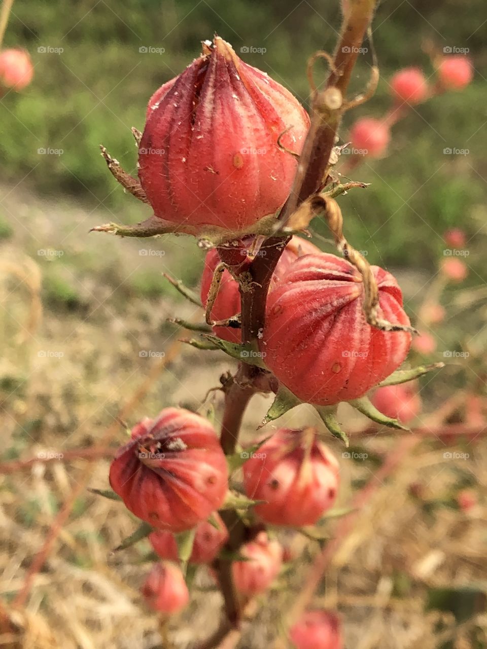 Plants around us , Countryside ( my garden)