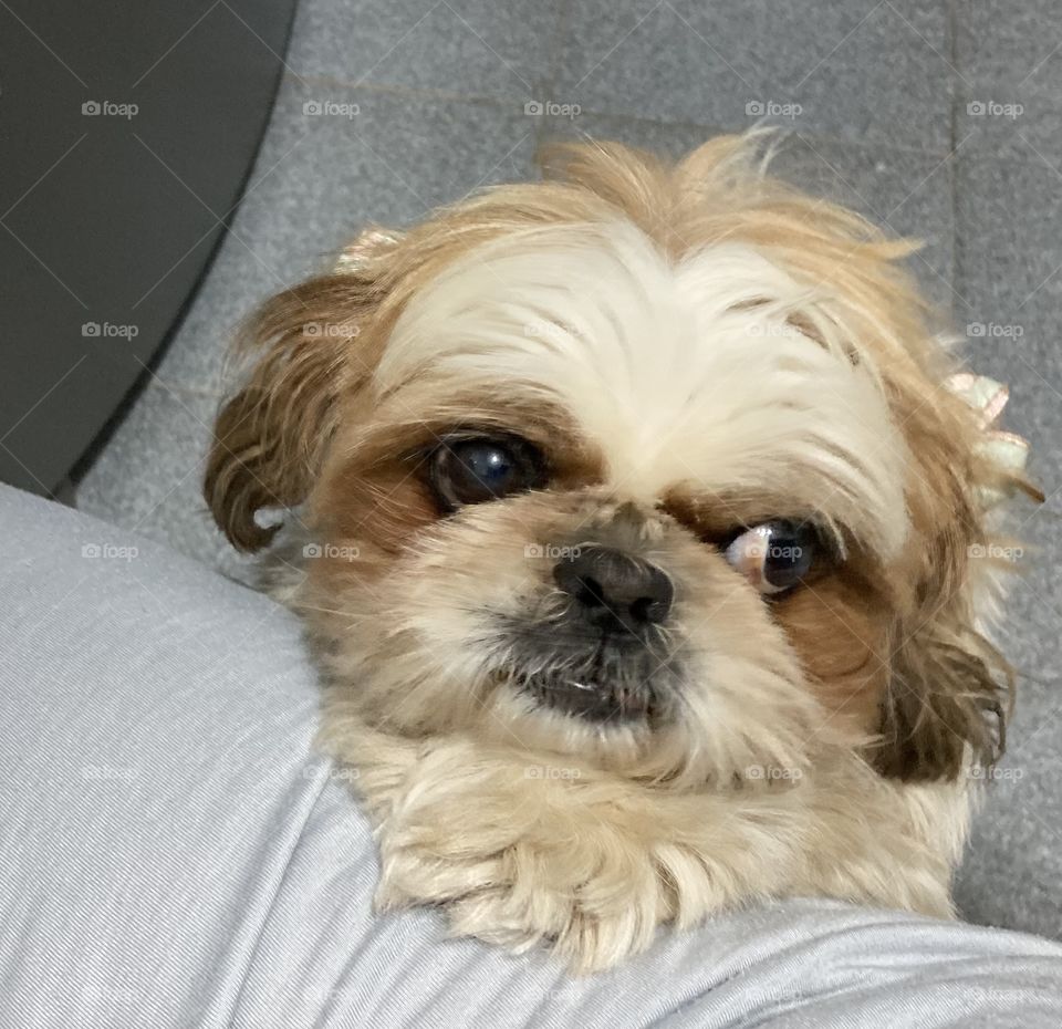 Sempre junto a mim, nossa cachorrinha pequinês Pepita. Ela não perde hora nunca! Sempre pronta a ficar ao meu lado enquanto faço meus alongamentos para ir correr. De fato, o cachorro é o melhor amigo do homem…