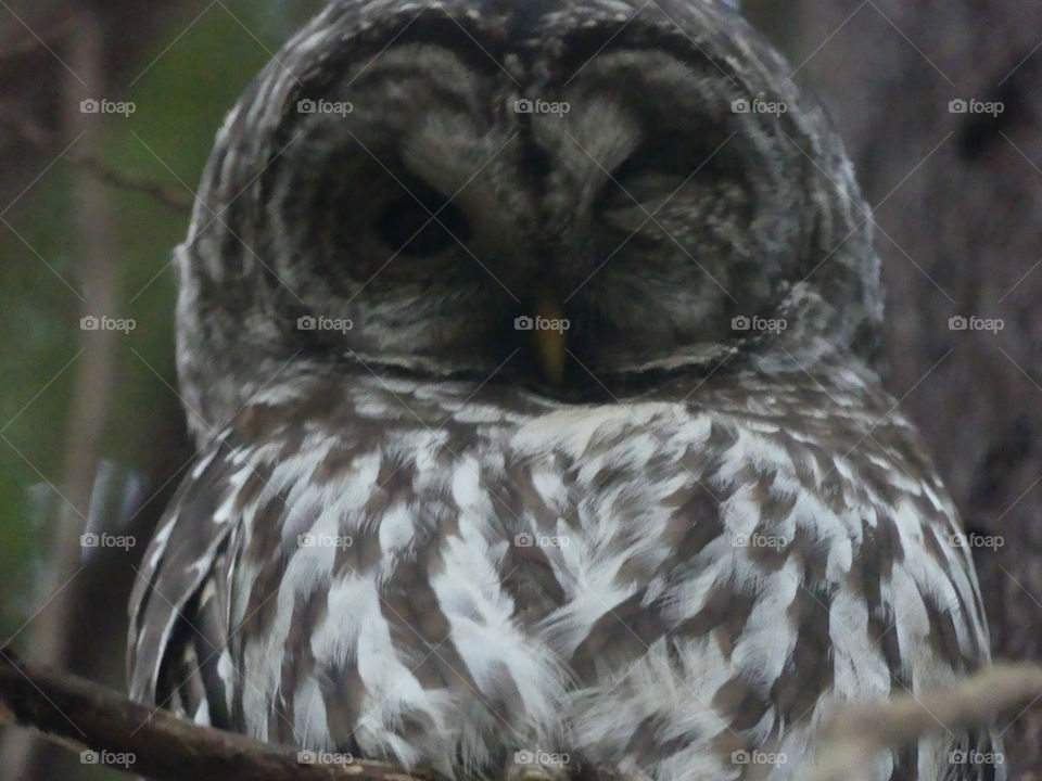 Sleeping owl 