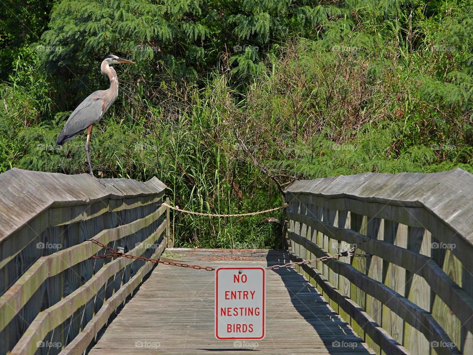 A Great Blue Heron stands on the wooden dock of a bird nesting area. No entry sign hanging by a chain