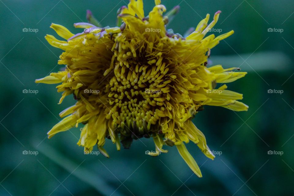 damaged dandelion soaking up the sun