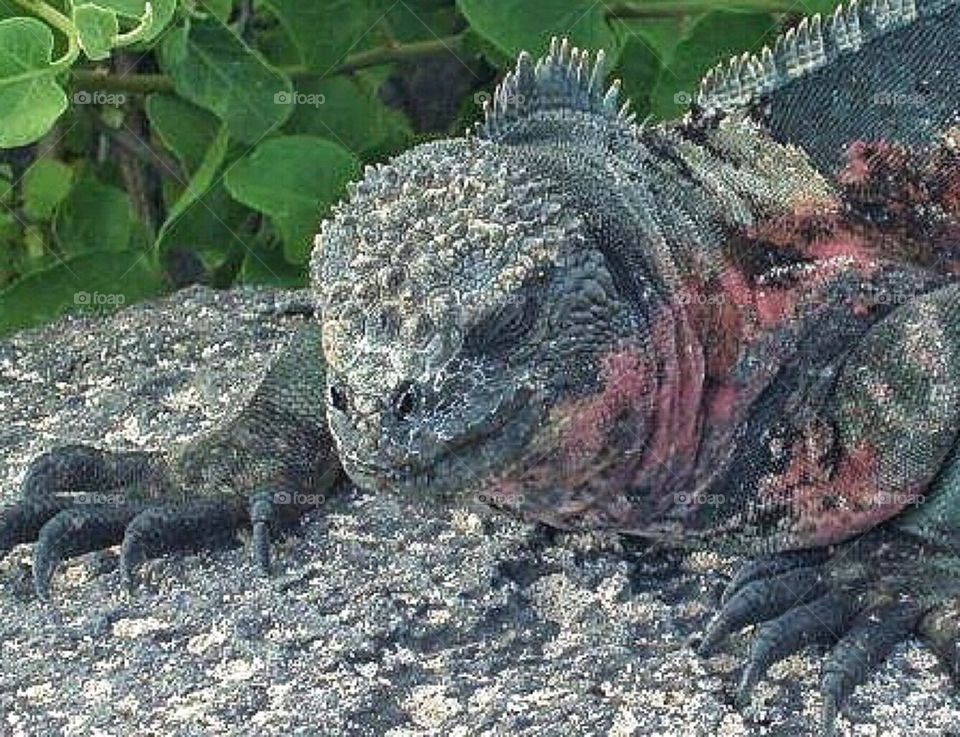 Marine Iguana close up