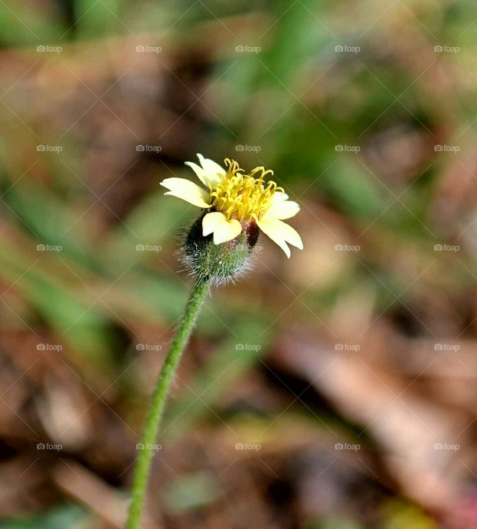 Close-up of flower