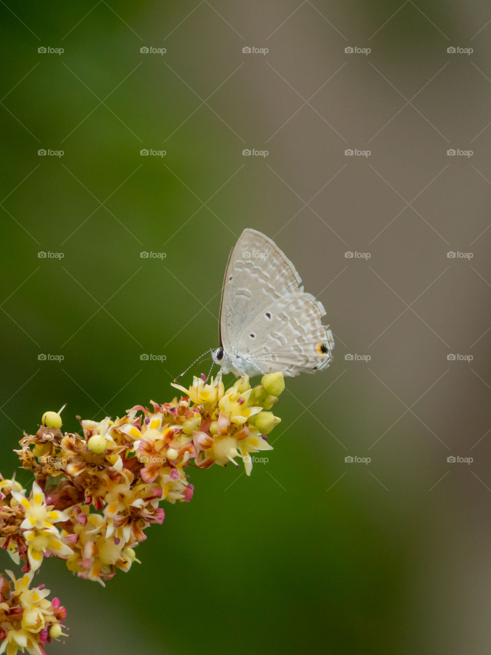 Beautiful Butterfly