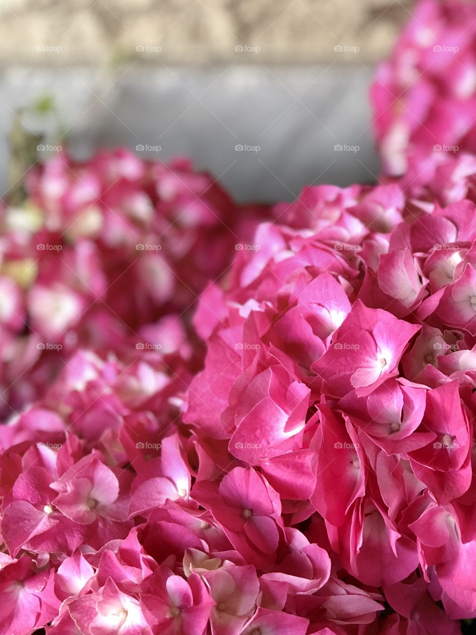 Pink hydrangeas 