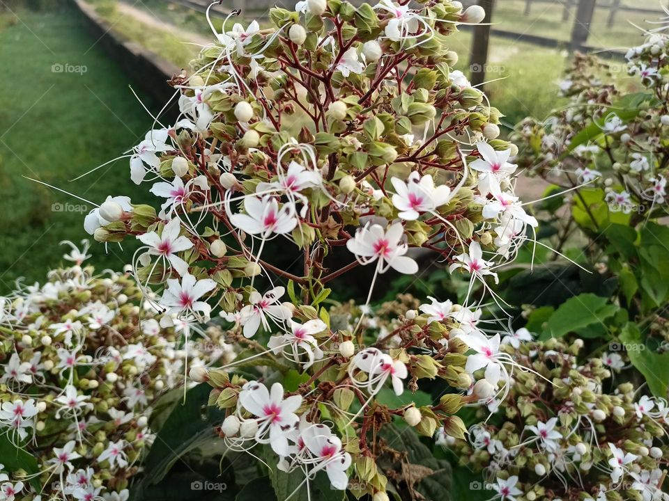 Hill glory bower is a gregarious shrub, 1-2 m high. The quadrangular branches are covered with sily yellwish hair. Oppositely arranged leaves are oval, 10-20 cm long, hairy. The base of the leaf is heart-shaped. White flowers,