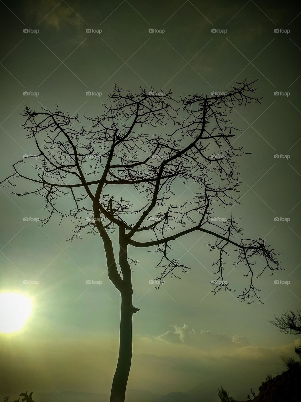 beautiful tree behind the sky.