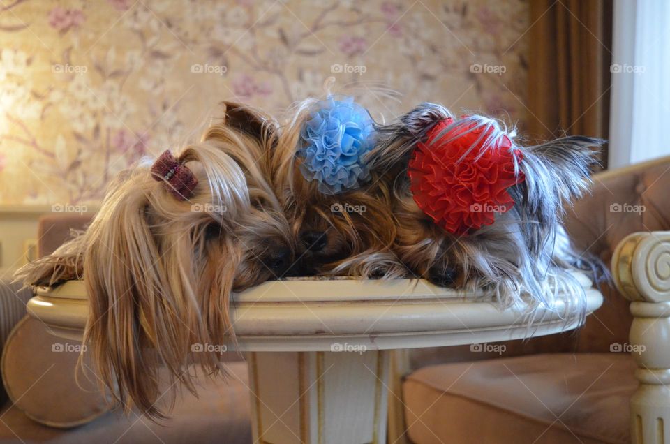 Three dogs sleep on the table