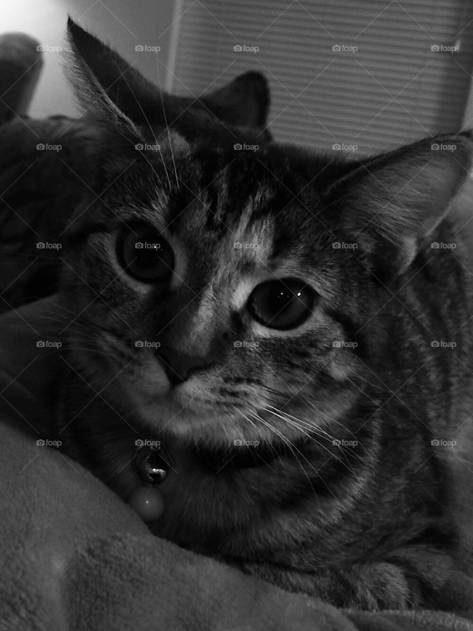 Kitten black & white 