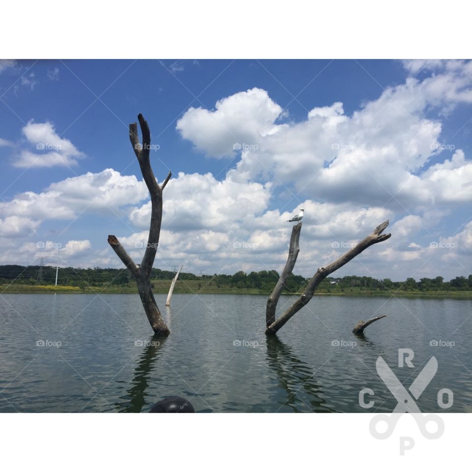 On lake , seagull resting on branch on lake. 