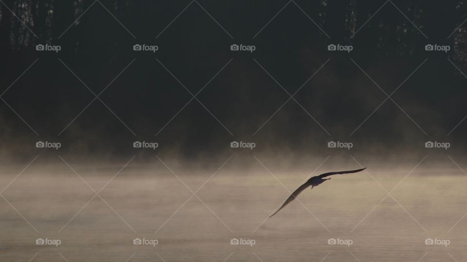 Bird flying over misty lake