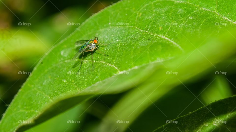 green colour story 