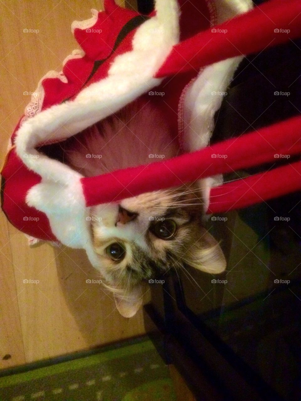 You can't see me cat 