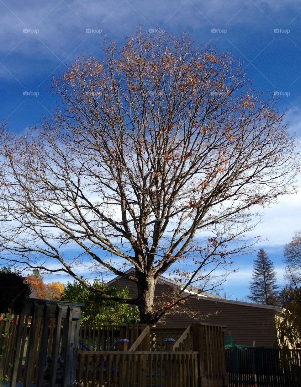 Oak Tree No Leaves On It