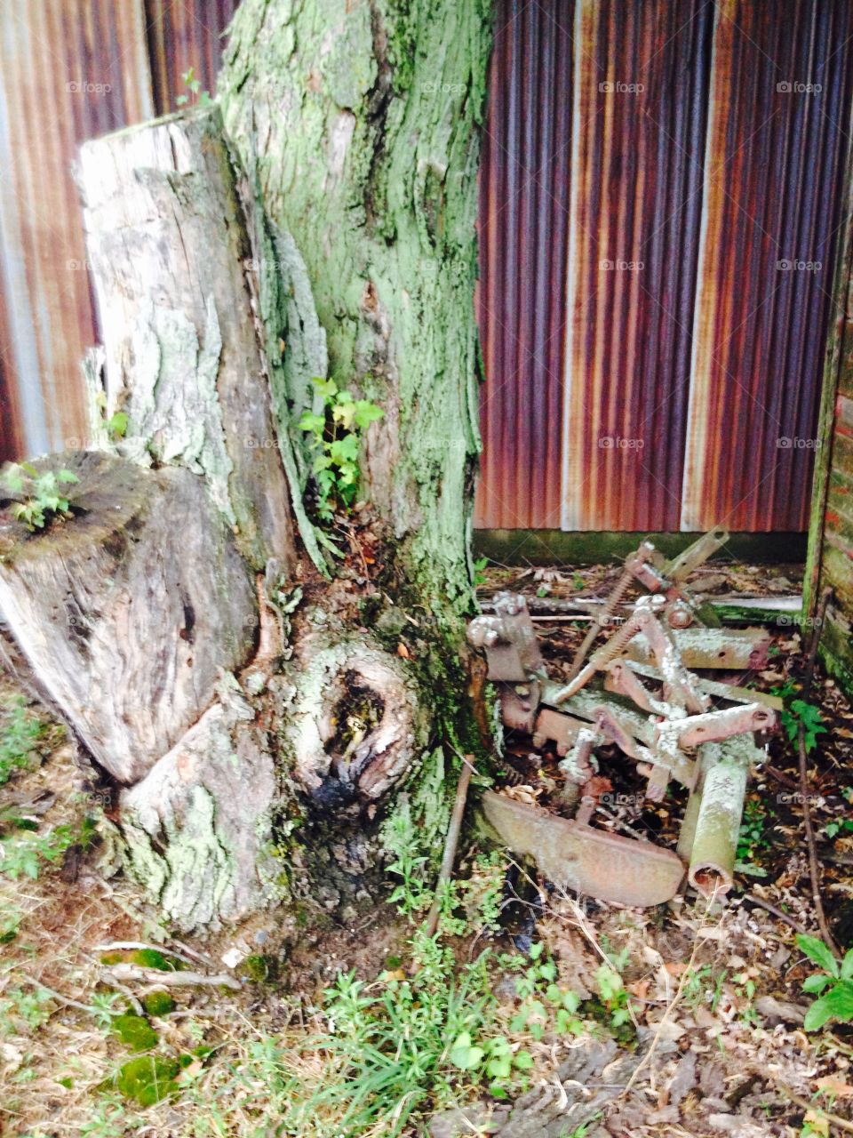 Time goes by. This is a field plow which a tree has grown around through the years