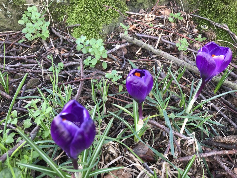 That sign at this time of the year when the sight of crocuses beckon in Spring in the UK.